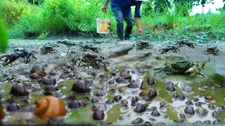 Amazing Crabs, Snail Fishing In Mud 🐌 - Crabs A Lot At Lake When Dry Water Catch By Fisher Skill