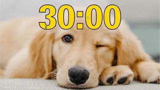 30 Minute Golden Retriever Puppy Dog Countdown Timer