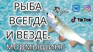 Мормышинг , рыба везде и всегда .