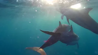 Kitesurf with dolphins in Mauritius Island