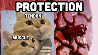 How Tendon Protects Muscle