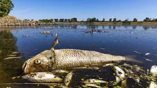 Tote Fische, keine Touristen -  "Die Oder eine Zeitbombe"