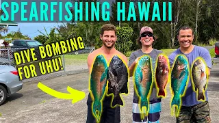 Spearfishing Hawaii Dive Bomb Uhu and Teaching New Spearo