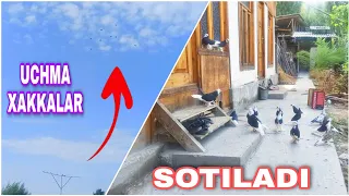 УЧМА КОРА ХАККАЛАР Сотилади +998888333141 UCHMA KABUTARLAR QORA XAKKALAR Голубей WORLD PIGEONS