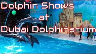 Dolphin and Seal Show at Dubai Dolphinarium , Dubai Creek Park , Dubai, UAE