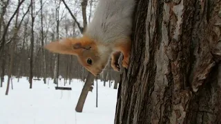 Незнакомая беременная белка / Unknown pregnant squirrel