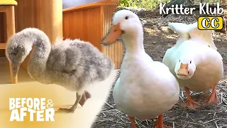 Baby Black Swan Gets Bullied By Ducks For... | Before & After Makeover Ep 82
