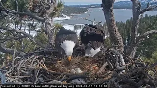 Shadow brought a blanket for the eggs and a fish for Jackie FOBBV CAM