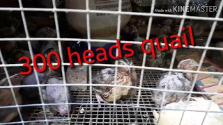 How to raised 300 heads quail