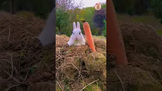 Cute🥰 rabbit🐇 . A beautiful🥀 moment #111 - #shorts-#animals