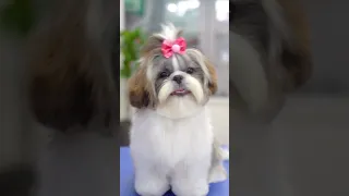 First grooming 5-month-old baby shih tzu ✂️❤️🐶