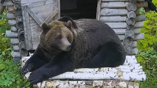 Утро Мансура на новом крыльце. Медведь Мансур 🐻💕