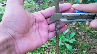 How to graft walnut Tree | fruits Tree grafting