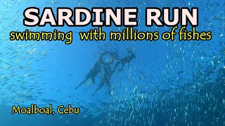 SWIMMING WITH MILLIONS OF FISHES IN MOALBOAL, CEBU. SARDINE RUN.