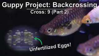 My Guppies Are Not Breeding! | Slow Progress with No Fry and Only Unfertilized Eggs (Cross 9 Part 2)