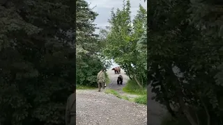 expertise park ranger faces off with 3 grizzly bears