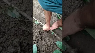 Apple rootstock propagation(trench layering) at home .