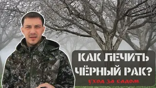 Болезнь плодовых деревьев l Чёрный рак I Как лечить