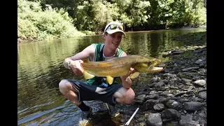 Trophy New Zealand Brown Trout In Crystal Clear Water.