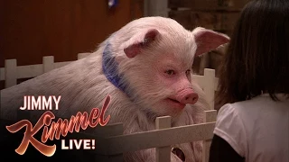 Jimmy the Pig