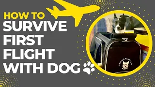 How To fly with DOG in The Cabin for FIRST TIME (DELTA AIRLINE) | TIPS from my experience