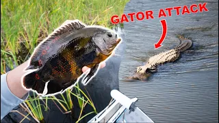 MASSIVE ALLIGATOR Attacks Our BOAT! (EXOTIC Fish Catch N' Cook In Florida Canals)