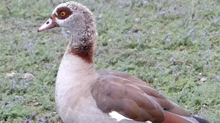 A family of Egyptian Geese