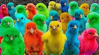 Catch Cute Chickens, Colorful Chickens, Rainbow Chickens, Rabbits, Ducks, Cute Animals 🐤🐥🐣#64