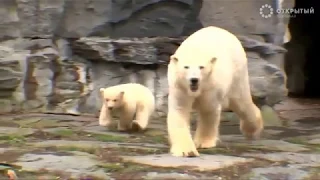 Лучшие видео недели о животных от Рейтер, 17.03.19