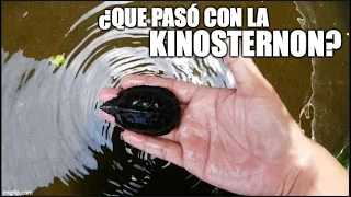 ¿que pasó con la kinosternon?