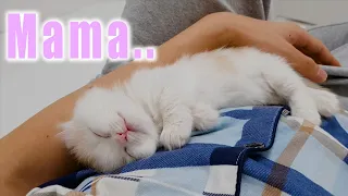 Cutest Baby Kitten Think I'm his Mom│The first day a little angel came to me