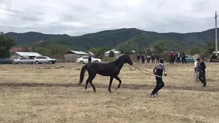 Pankisi  / ახალტეკური ჯიშის ცხენი / Ахалтекинская лошадь  2017 / 4K
