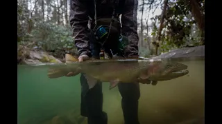 Blue Ridge, GA public water hike-in spot and we found some giants! Sight fishing in gin clear water!