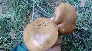 Перші грибочки в квітні 2024р  Печенізький ліс