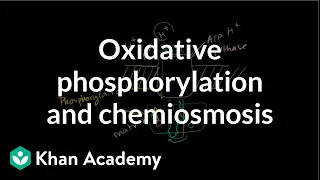 Oxidative Phosphorylation and Chemiosmosis