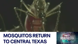 Mosquitos, and their diseases, return to central Texas with warmer, wet weather | FOX 7 Austin