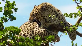 Tanzania Buffalo and Leopard Hunt 2015 with PD SAFARIS