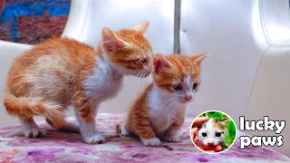 The Tiny Kitten Was Spayed Before Her Mom - Kitten care | Lucky Paws