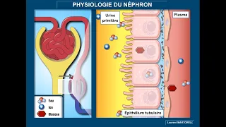 Physiologie du néphron : filtration glomérulaire, réabsorption et sécrétion tubulaires