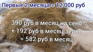 Сколько стоит вырастить козу? Цены на коз, себестоимость, стоимость козлят.