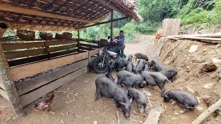 Daily life In The Farm Pig - How from banana tree to pig food - Building Farm A New Life