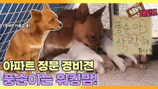 [TV 동물농장 레전드] ‘아파트 정문 경비견 워킹맘 풍순이’ 풀버전 다시보기 I TV동물농장 (Animal Farm) | SBS Story