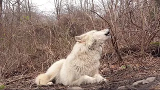 Wolves Reply to the Howling Wind