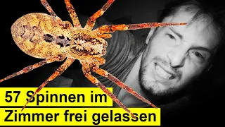 Hab mit 57 Spinnen im Zimmer Übernachtet - Das ist passiert