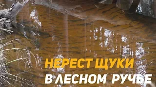 Нерест щуки в лесном ручье.