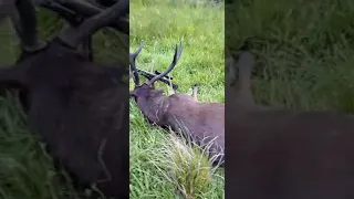 30inch sambar stag