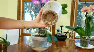 Watch me water my phalenopsis orchids in moss and bark.
