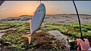 Ultralight shore jigging with the blue runners🐟 4K EN Subs