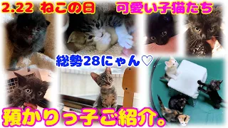 ND248 【保護猫】nekodasuke家にいた保護っ子全員集合。総勢28にゃん。【ねこの日】