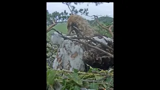 ☀️🦅 Mum Altynai & Eaglets Nibble Beaks (4)🐣22/6/23 From Morning Activity p.3🦅Eagles Altynychi